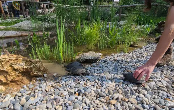 Zwei Schildkröten liegen auf Kieselsteinen am Rand eines Teichs mit grünen Pflanzen im Hintergrund.