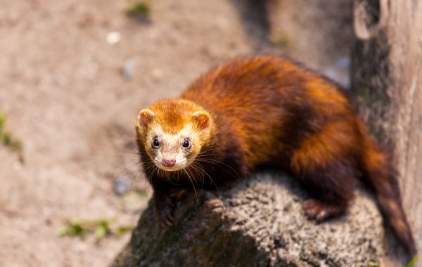 Ein bräunlicher Iltis sitzt auf einem Felsen und schaut in die Kamera.