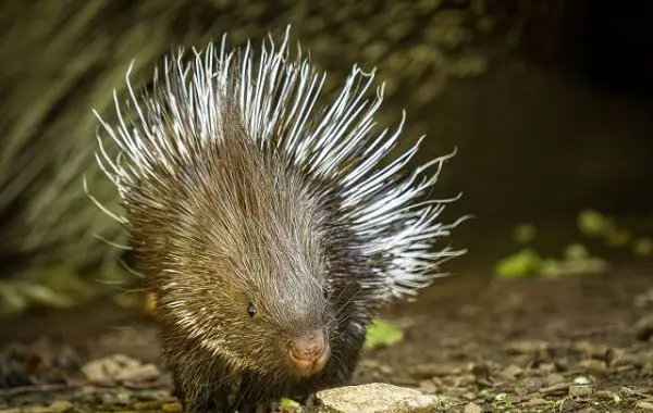 Ein Stachelschwein mit aufgerichteten, schwarz-weißen Stacheln läuft auf dem Boden und ist von natürlicher Umgebung umgeben.