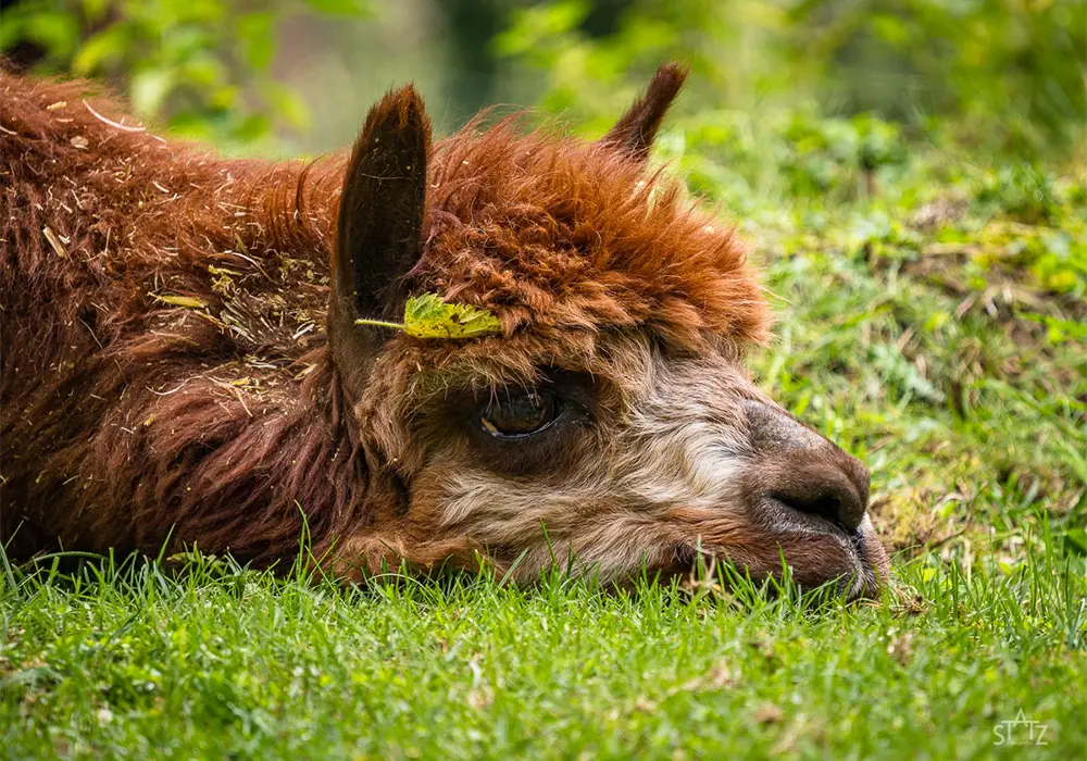 Ein braunes Alpaka liegt auf grünem Gras und ruht seinen Kopf, mit entspanntem Blick und umgeben von Natur.