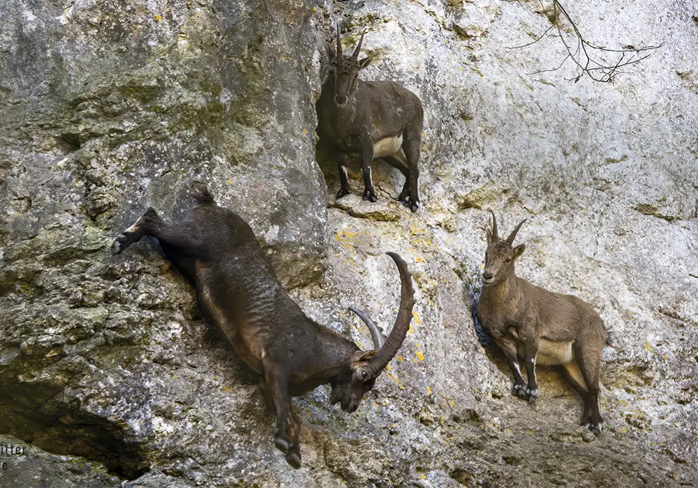Drei Steinböcke klettern an einer steilen, felsigen Wand entlang.
