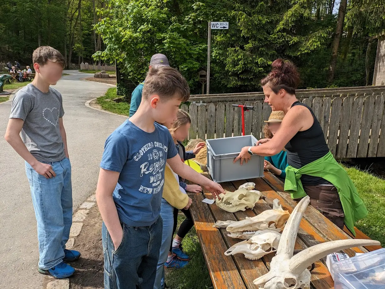 Mehrere Personen betrachten drau&szlig;en an einem Holztisch verschiedene Tiersch&auml;del und Knochen, w&auml;hrend eine Frau mit einer Kiste besch&auml;ftigt ist.