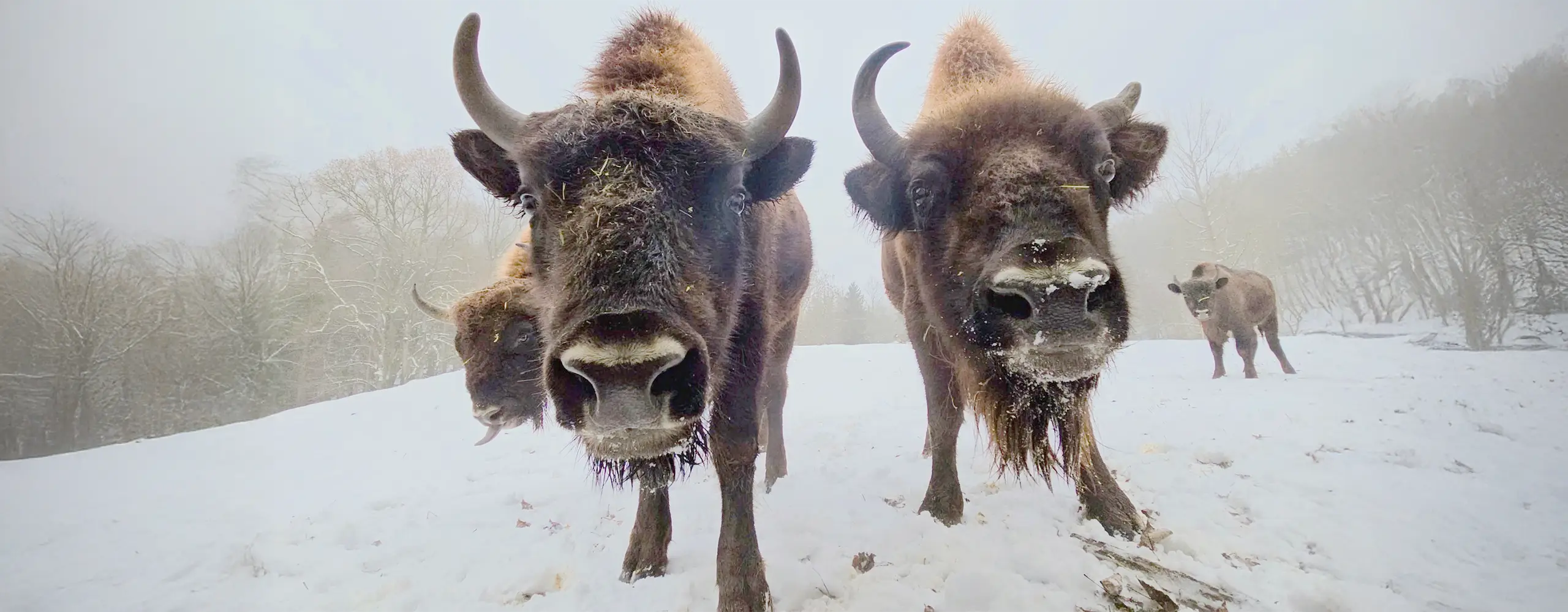 Zwei Bisons stehen im Schnee und schauen direkt in die Kamera, ihre Nasen und Bärte sind mit Raureif bedeckt.