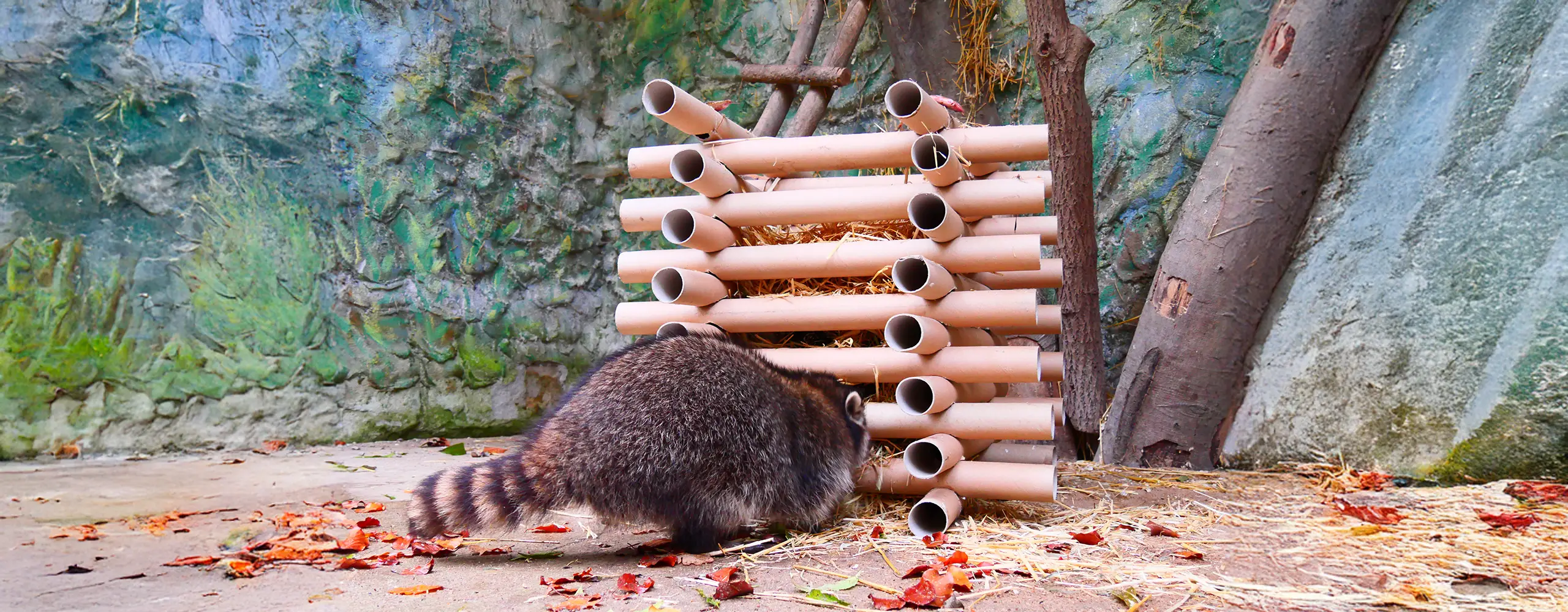 Ein Waschb&auml;r schnuppert an einer Struktur aus gestapelten Bambusrohren, die mit Stroh und Futter gef&uuml;llt ist.