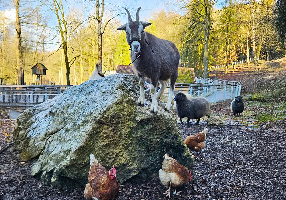 Eine Ziege steht auf einem gro&szlig;en Felsen, mehrere H&uuml;hner laufen darunter, im Hintergrund sind weitere Bauernhoftiere und B&auml;ume zu sehen.