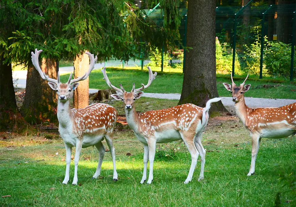 Drei Rehe mit Geweih stehen auf einer grünen Wiese im Wald, umgeben von Bäumen und Sonnenlicht.