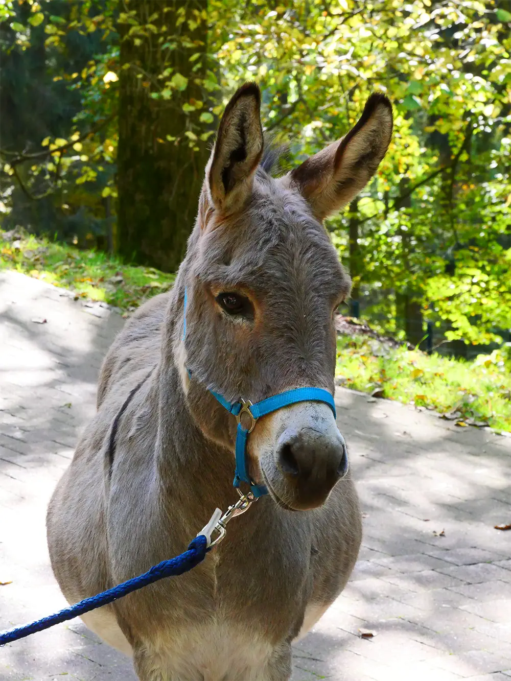 Ein grauer Esel mit blauem Halfter steht auf einem sonnigen Waldweg, umgeben von grünem Laub im Hintergrund.