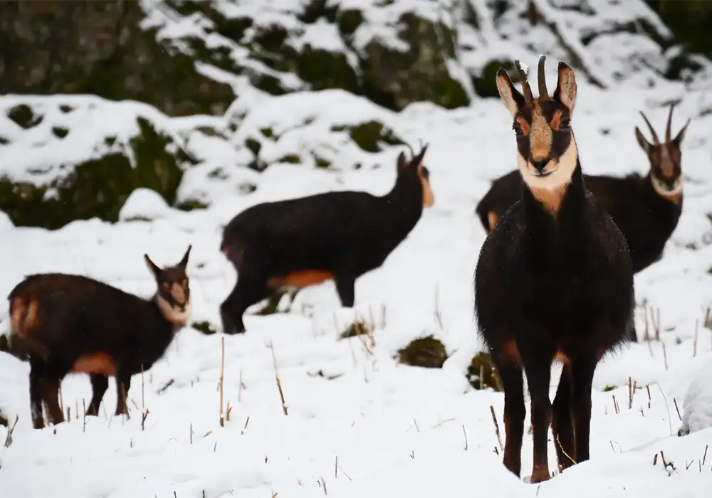 Drei Gämsen stehen im verschneiten Wald, zwei davon blicken zur Kamera, eine wendet sich seitlich ab.