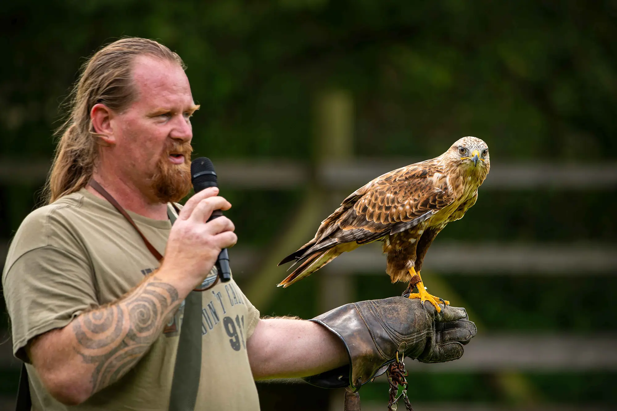 Ein Mann mit Mikrofon h&auml;lt einen Greifvogel auf seinem behandschuhten Arm im Freien.