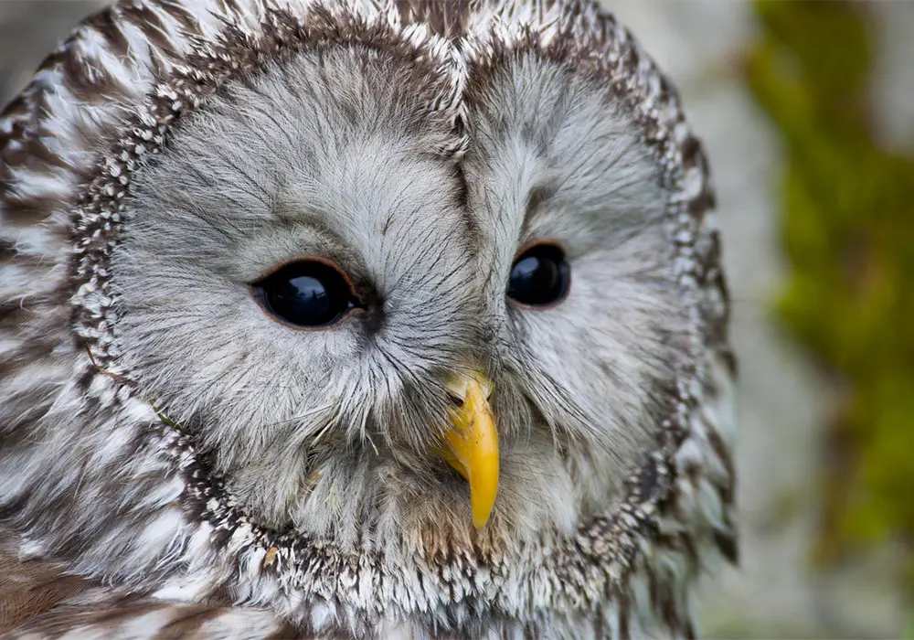 Nahaufnahme eines Uhus mit gelbem Schnabel und weißen, grau gefiederten Federn.