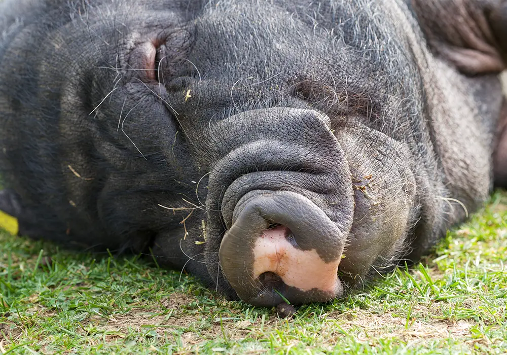 Ein schwarzes Schwein liegt auf der Seite im Gras und schläft, mit gut sichtbarer Nase und geschlossenen Augen.