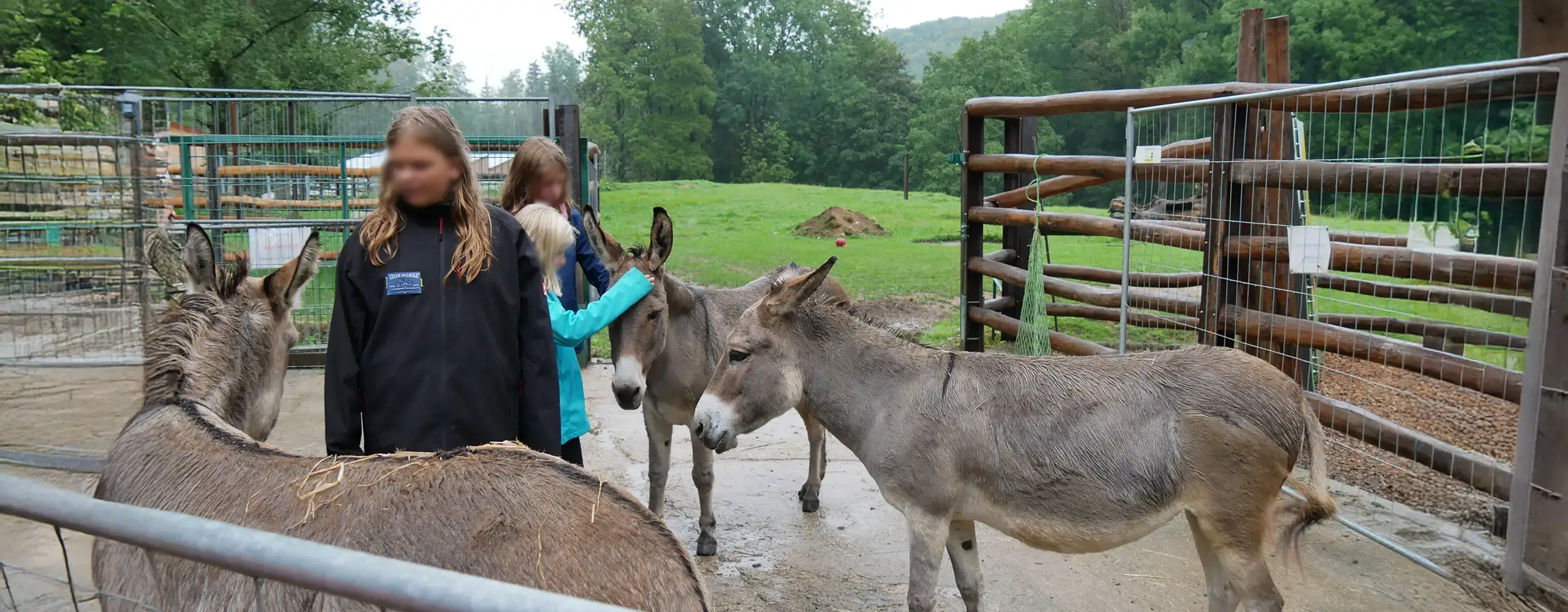 Zwei Kinder streicheln zwei graue Esel auf einem Bauernhof, umgeben von gr&uuml;ner Natur und Z&auml;unen.