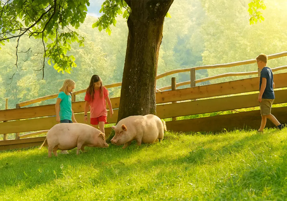 Zwei Kinder stehen bei zwei Schweinen auf einer gr&uuml;nen Wiese unter einem Baum an einem sonnigen Tag.