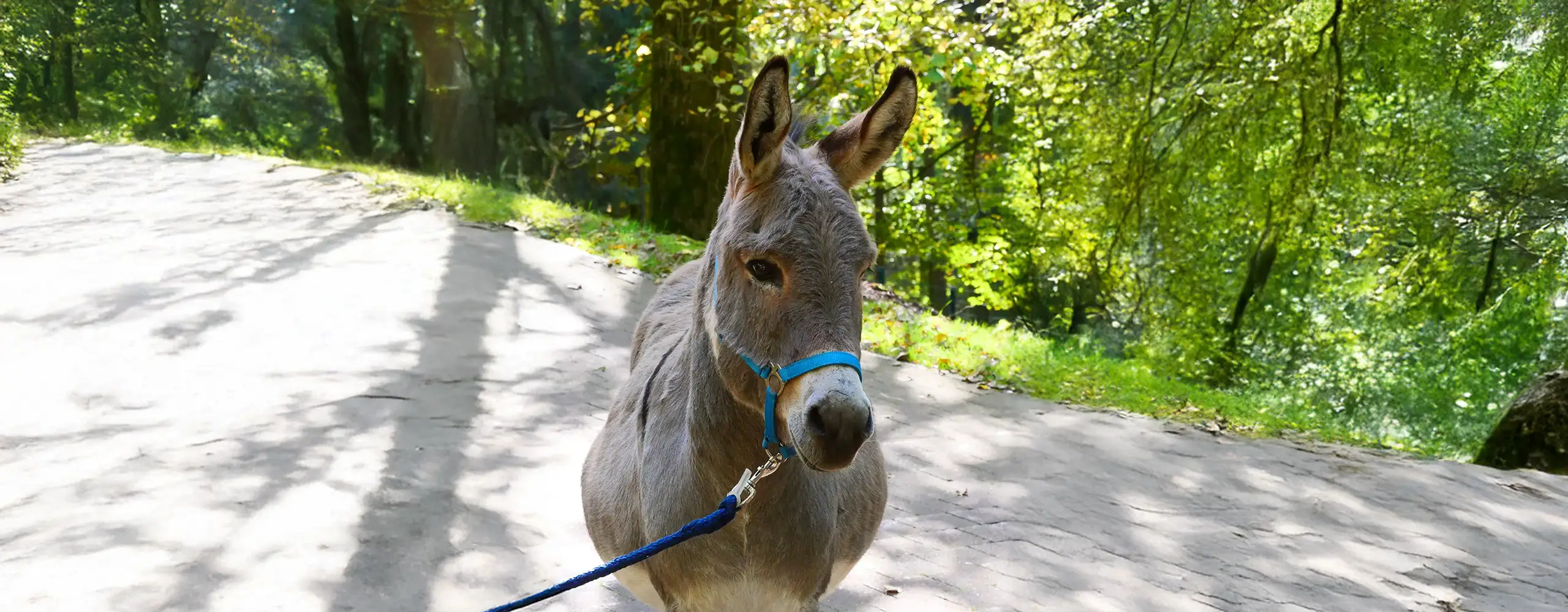 Ein grauer Esel mit blauem Halfter steht auf einem Weg im Gr&uuml;nen, umgeben von B&auml;umen und Sonnenlicht.