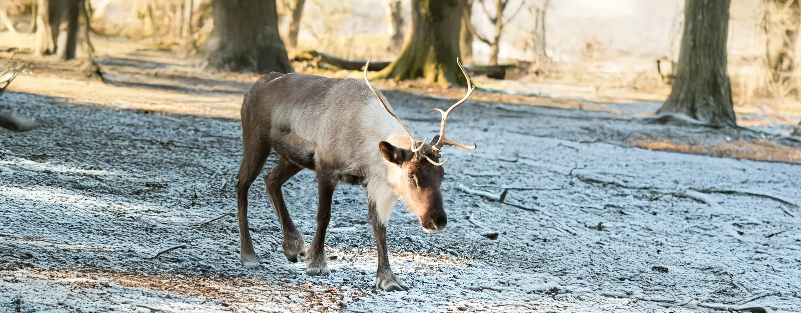 Ein Rentier mit Geweih steht auf frostigem Waldboden im Sonnenlicht.