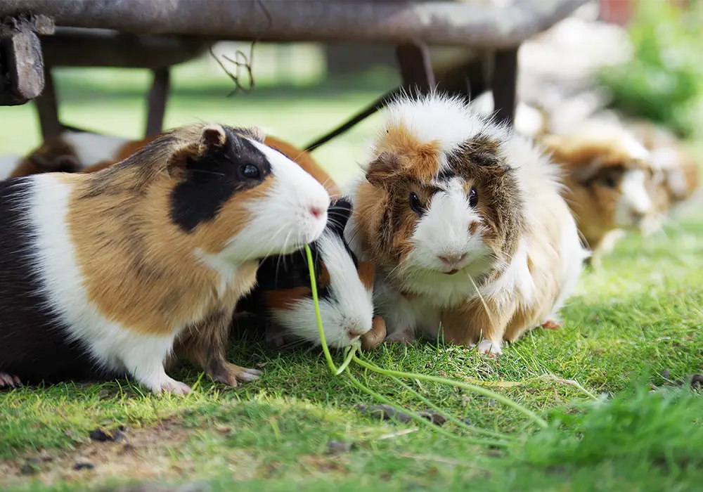 Mehrere Meerschweinchen fressen gemeinsam Gras im Freien auf einer Wiese.