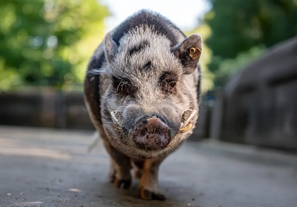 Ein schwarz-weißes Minischwein steht auf einem Weg und blickt direkt in die Kamera, Hintergrund grün und unscharf.