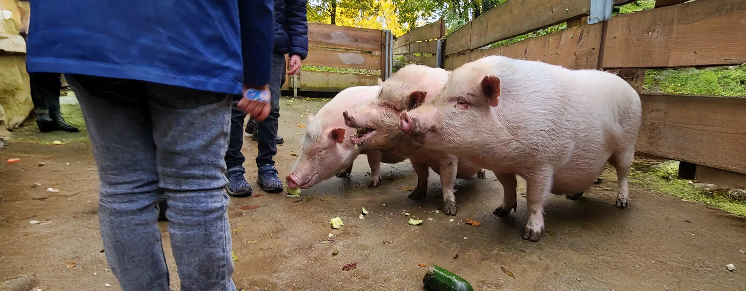 Zwei Schweine stehen auf einem Bauernhof und essen Futter vom Boden, während Kinder in der Nähe stehen und zuschauen.