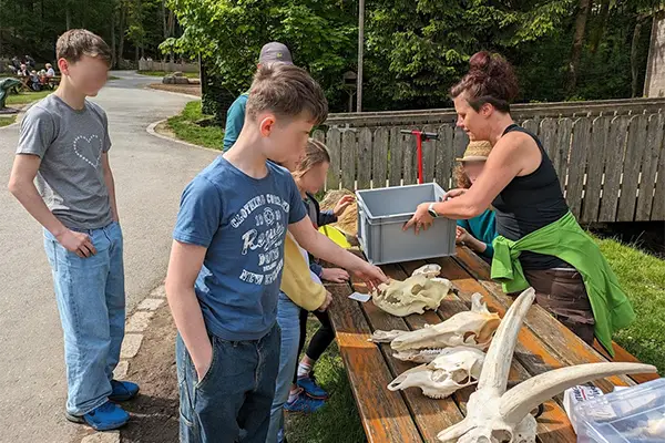 Kinder betrachten auf einem Holztisch draußen verschiedene Tierschädel, während eine Frau mit einer Kiste daneben steht.