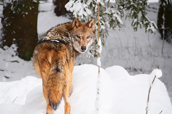 Ein Wolf steht im verschneiten Wald und blickt über die Schulter zurück, umgeben von Bäumen und Schnee.