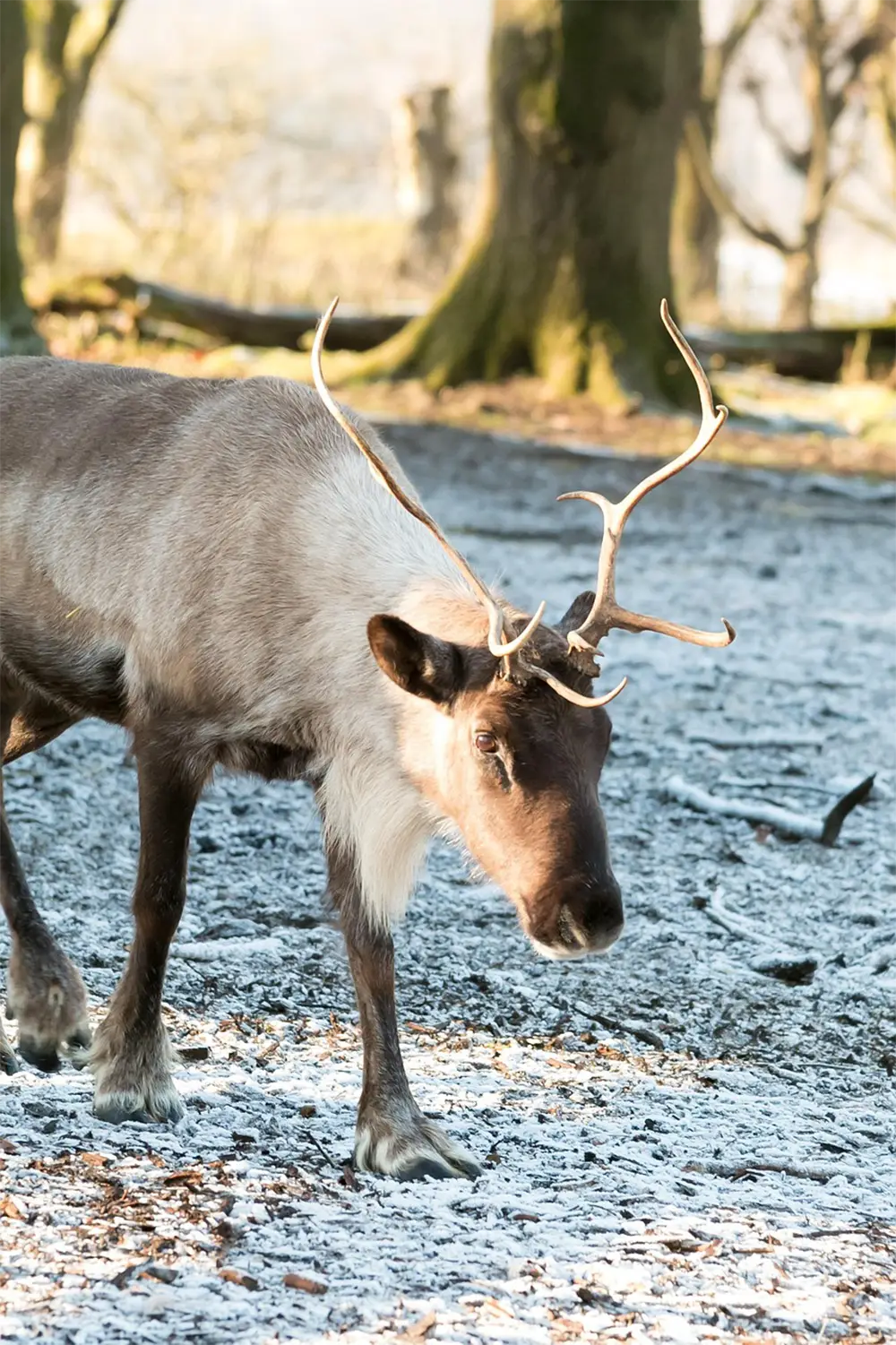 Ein Rentier mit Geweih steht auf einem frostigen Waldboden, im Hintergrund sind Bäume sichtbar.