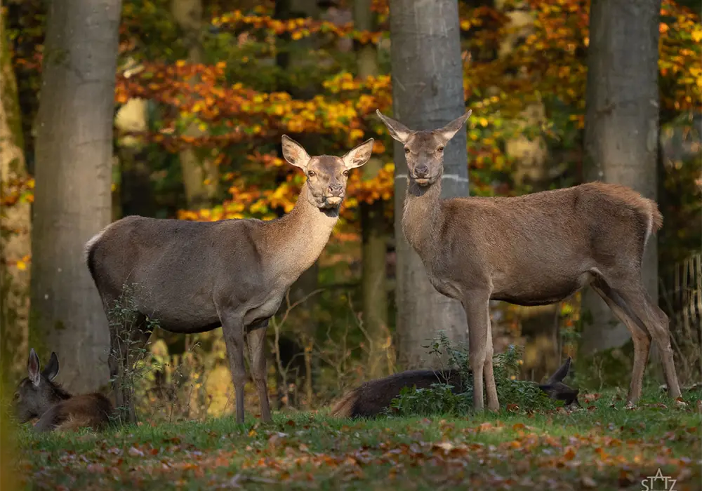 Zwei Hirsche stehen im herbstlichen Wald vor Bäumen, das Laub ist bunt gefärbt.