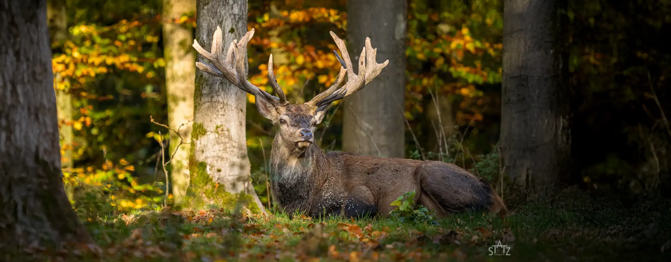 Ein großer Hirsch mit beeindruckendem Geweih liegt im herbstlichen Wald auf dem Boden, umgeben von buntem Laub und Sonnenlicht.