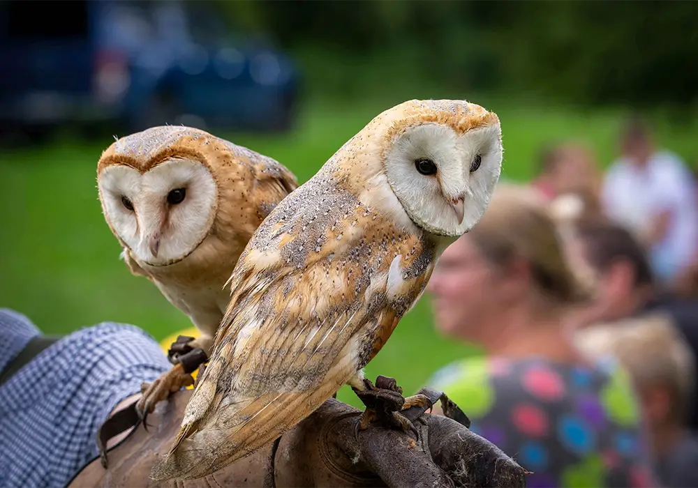 Zwei Schleiereulen sitzen nebeneinander auf einem Ast, unscharfer gr&uuml;ner Hintergrund mit Menschen im Freien.