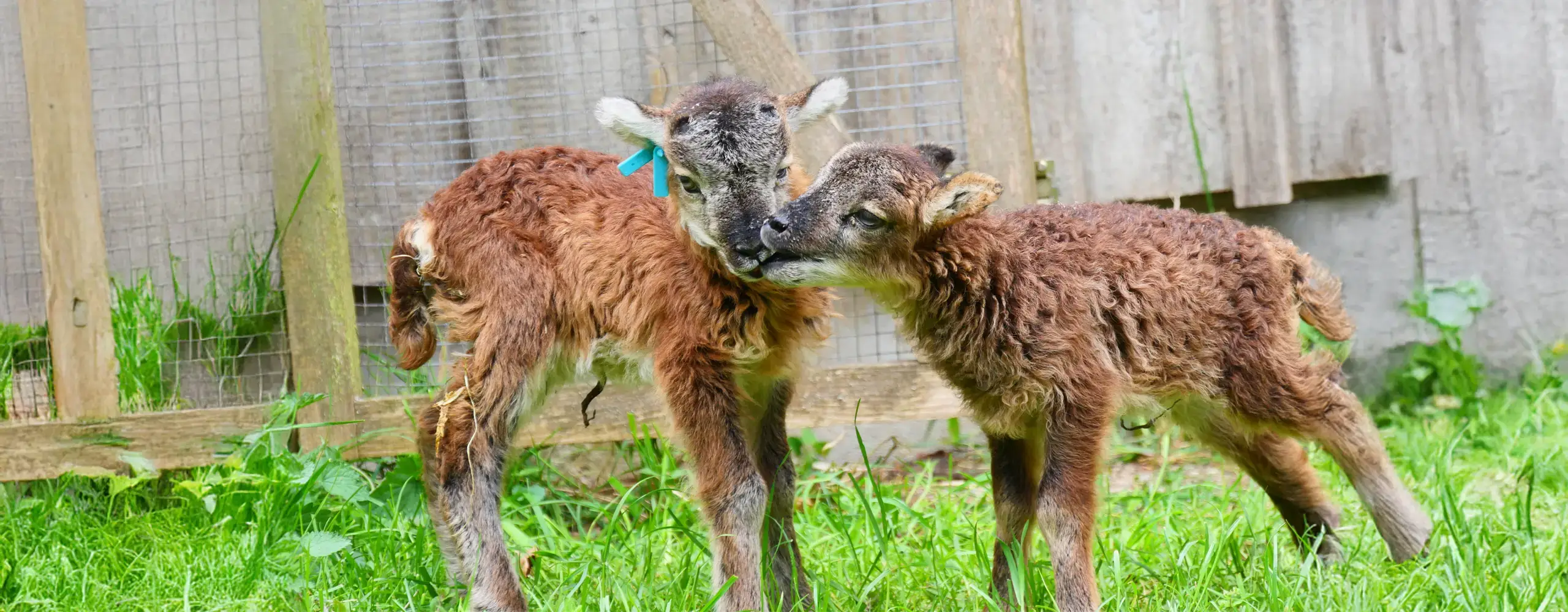 Zwei junge Ziegen stehen auf Gras, eine berührt sanft die Wange der anderen mit dem Kopf. Im Hintergrund ein Holzzaun.