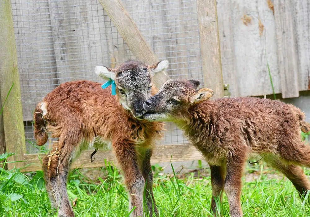 Zwei junge Lämmer stehen im Gras und berühren sich sanft mit den Köpfen, im Hintergrund ein Holzzaun.