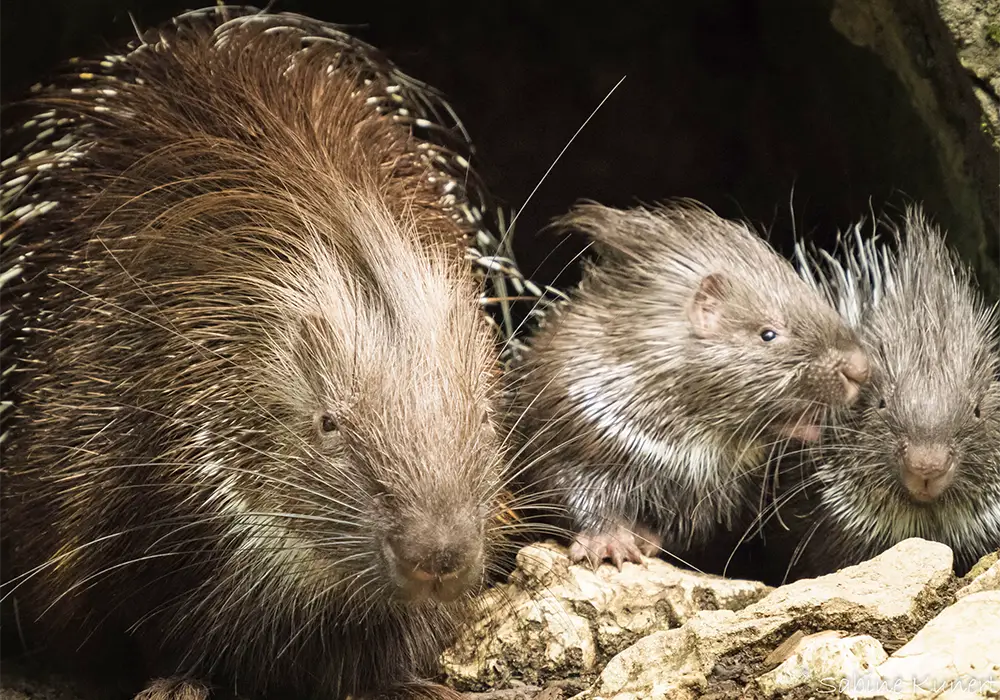 Zwei Stachelschweine mit braunem, stacheligen Fell sitzen nebeneinander auf einem Felsen in einer dunklen Umgebung.