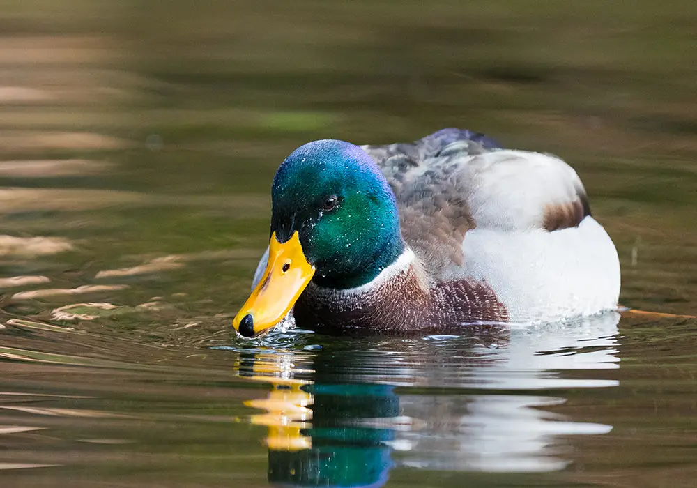 Eine Stockente mit grünem Kopf und gelbem Schnabel schwimmt auf ruhigem Wasser.