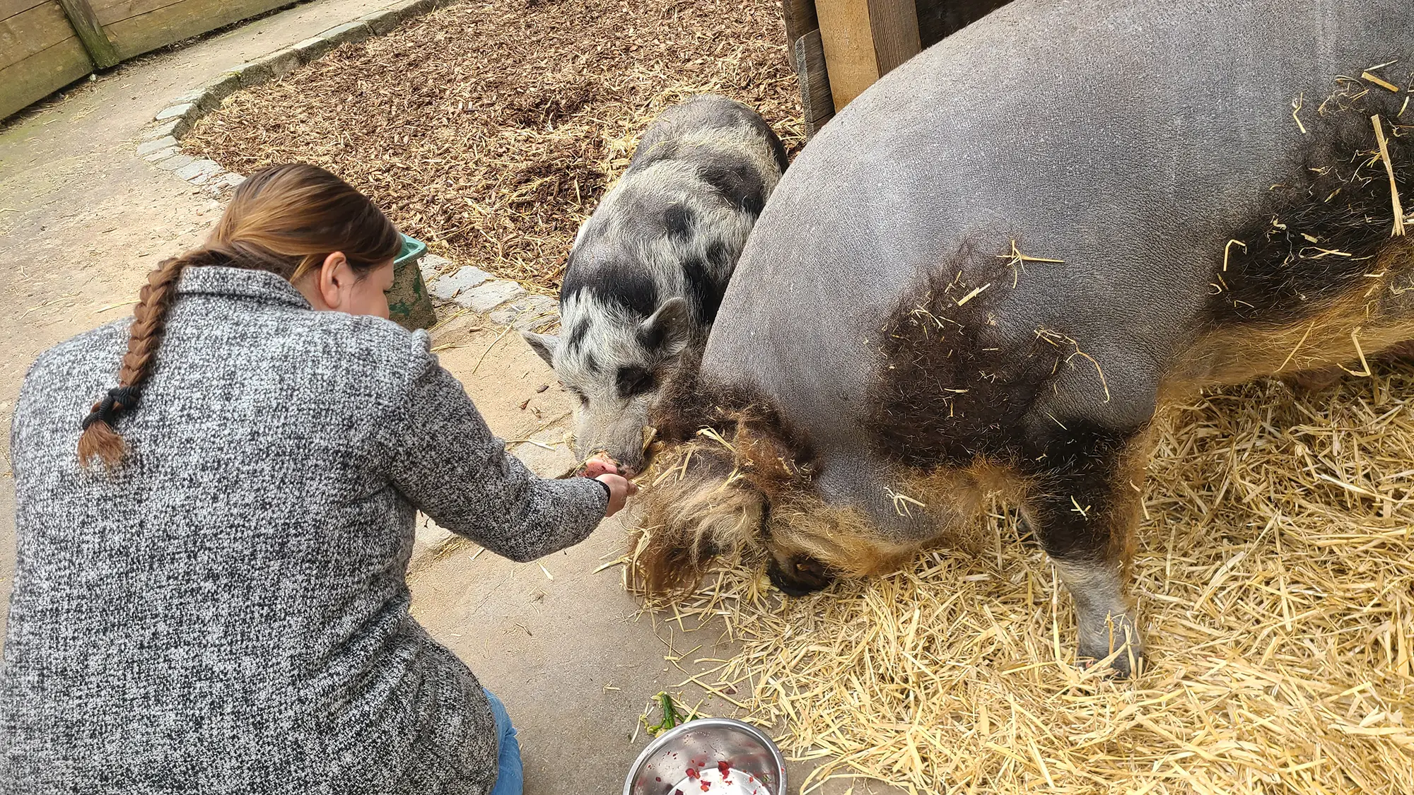 Eine Frau f&uuml;ttert zwei Schweine, ein geflecktes und ein gr&ouml;&szlig;eres graues, die auf Stroh am Boden liegen.
