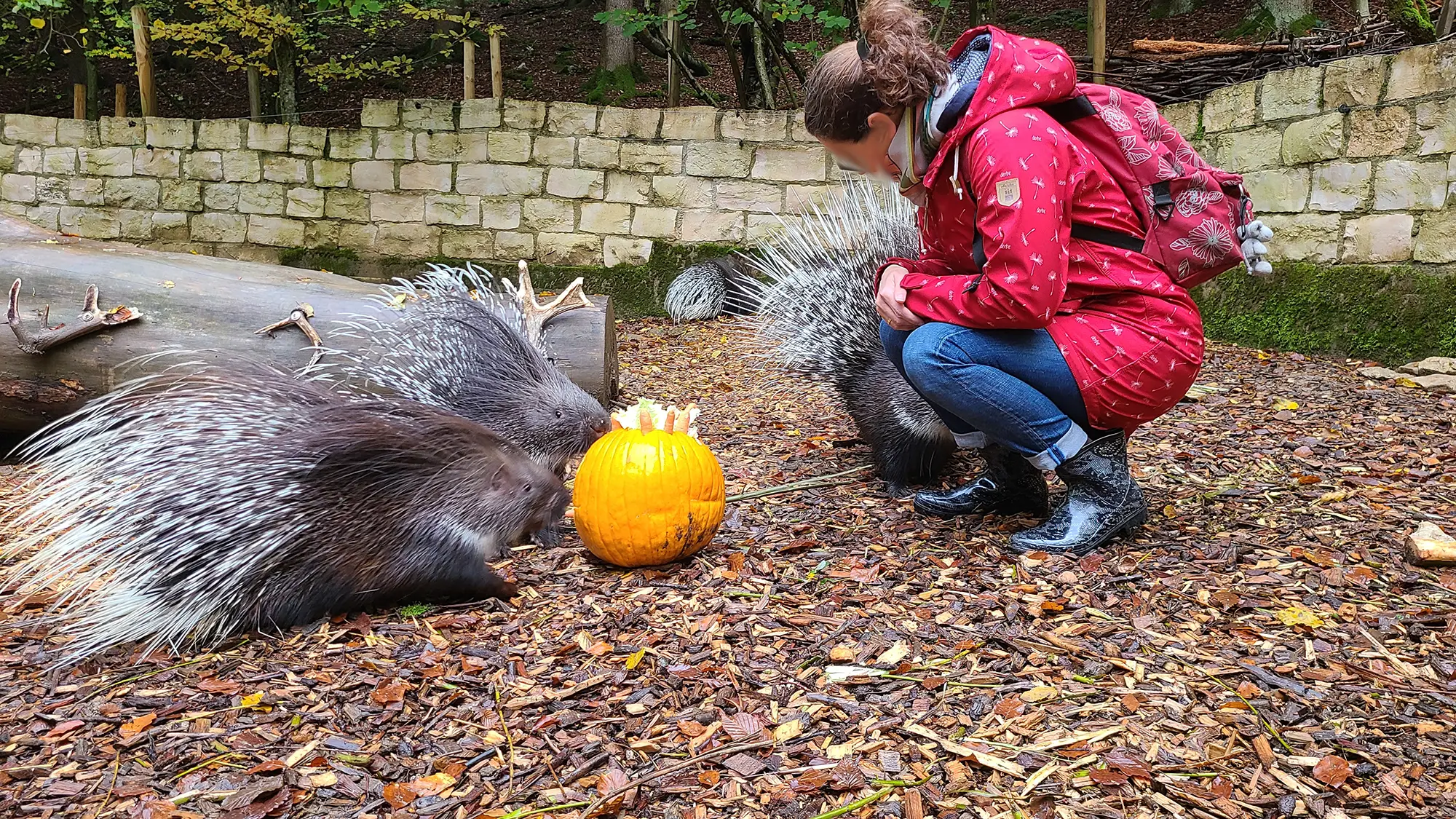 Eine Person in roter Jacke hockt im Freien neben zwei Stachelschweinen und einem gro&szlig;en K&uuml;rbis auf dem Boden.