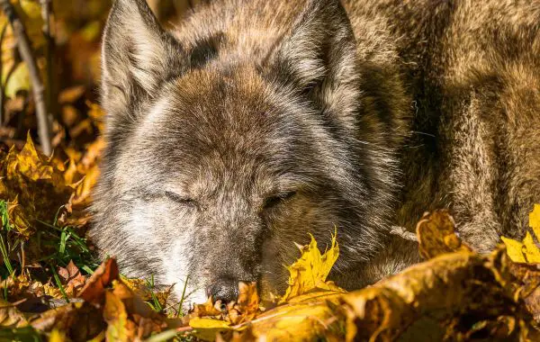 Ein Wolf ruht mit geschlossenen Augen im Herbstlaub und genießt die Sonnenstrahlen.