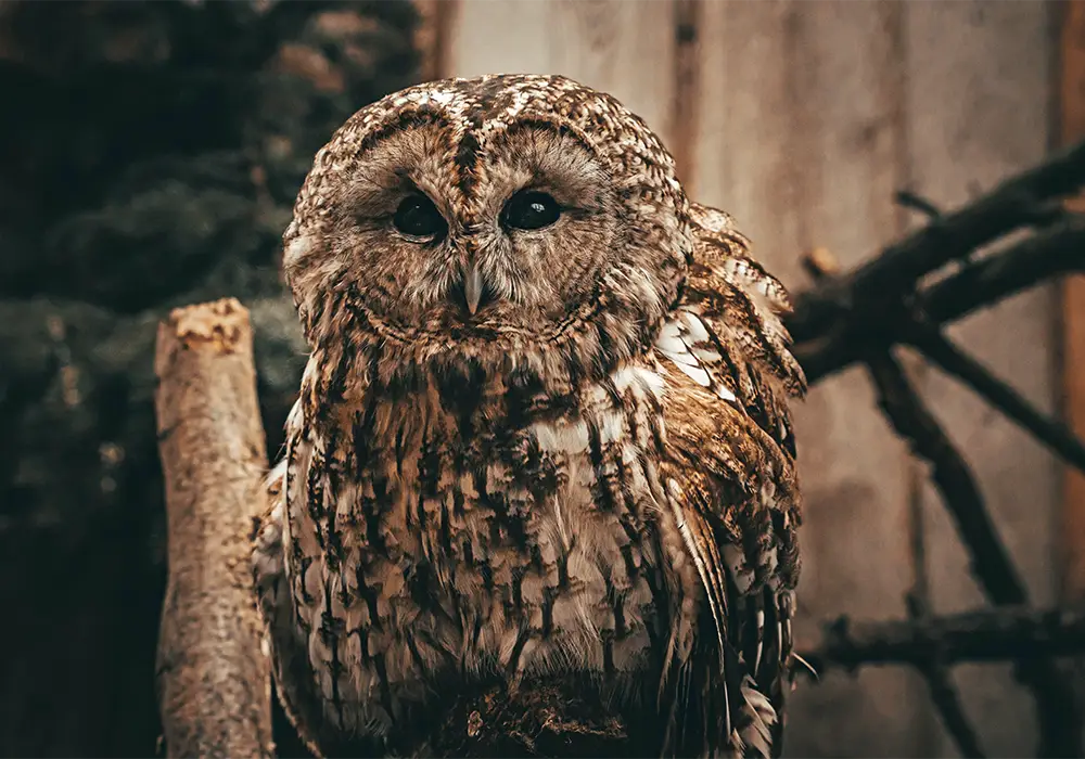 Eine braune Eule sitzt auf einem Ast vor einem unscharfen Hintergrund aus Holz und Natur.