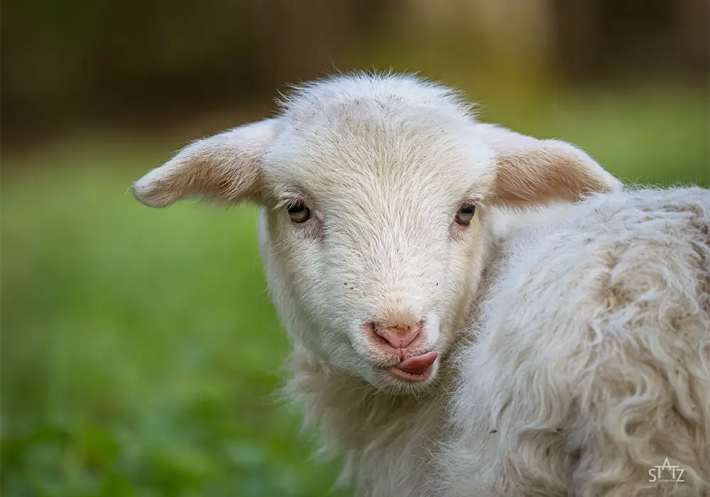 Ein junges weißes Lamm steht auf einer grünen Wiese und blickt in die Kamera.