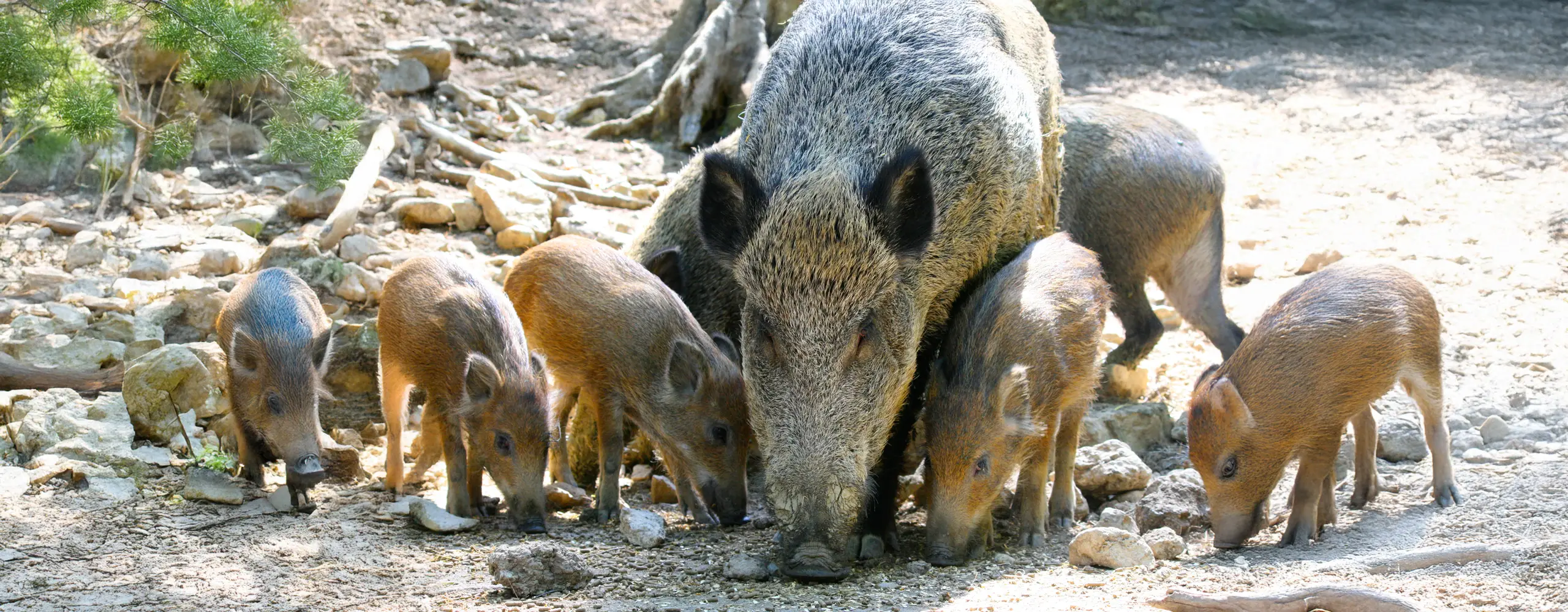 Die Rotte Wildschwein | Tierische Bewohner | Wildpark Hundshaupten