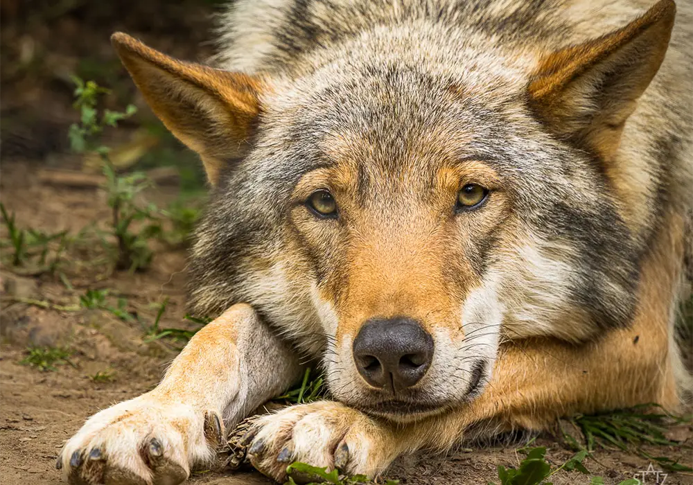 Ein Wolf liegt auf dem Boden und blickt direkt in die Kamera, sein Fell ist grau und braun gemischt.