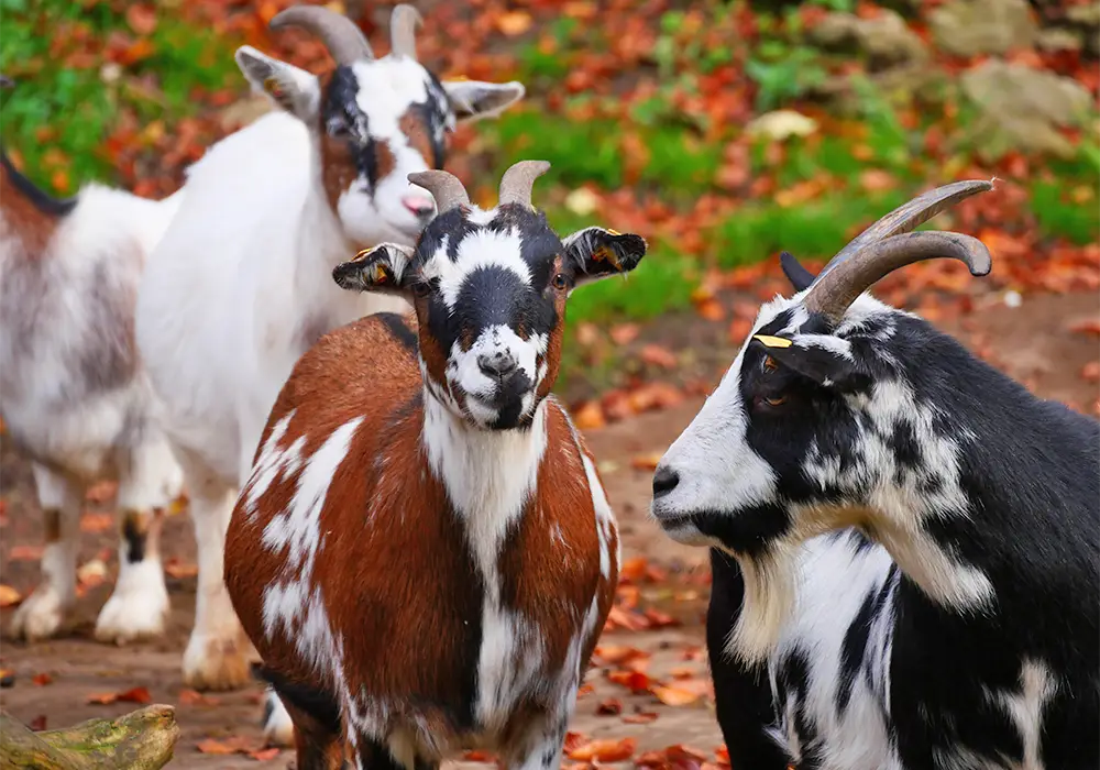 Drei Ziegen mit braun-weißem und schwarz-weißem Fell stehen auf einem herbstlichen Waldboden.