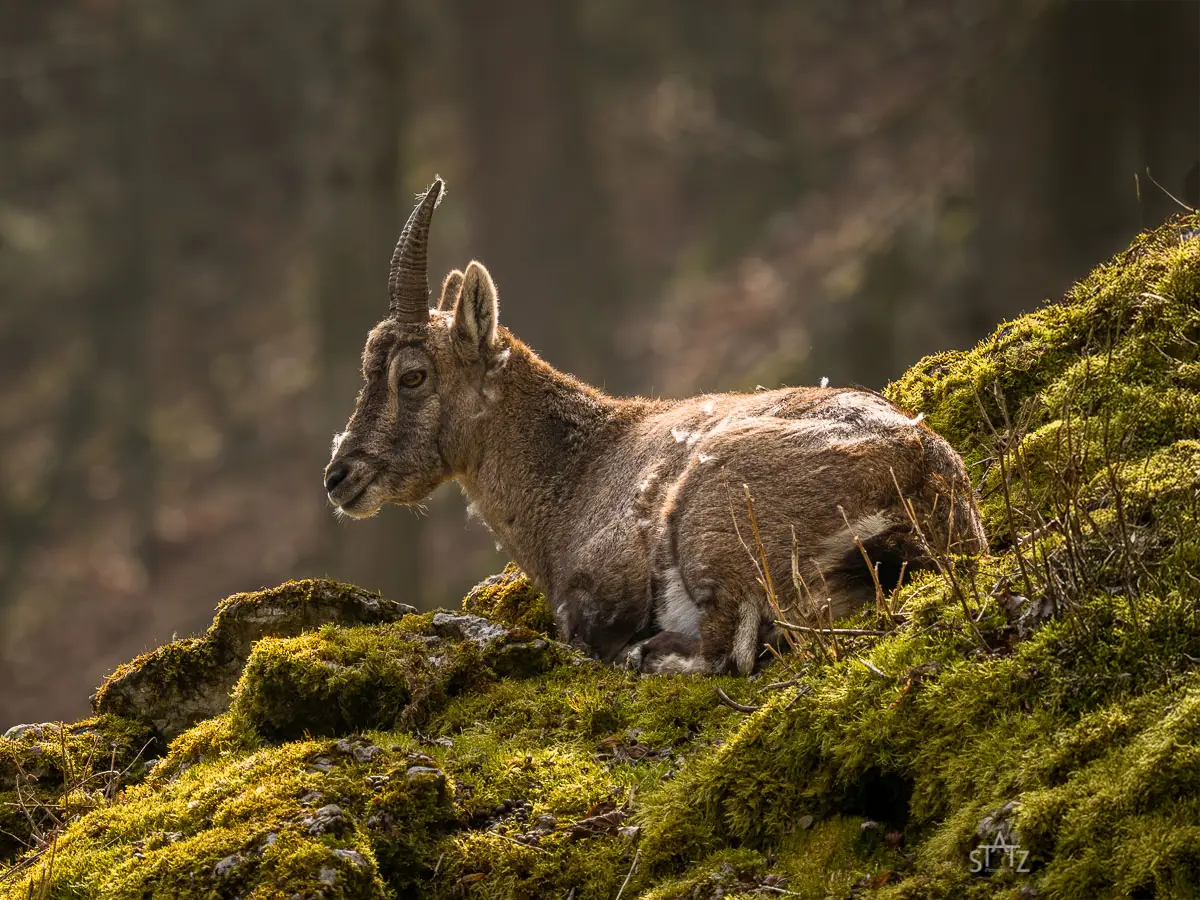 Ein junger Steinbock liegt auf moosbedecktem Felsen im Wald, bei weichem Licht und ruhiger Atmosph&auml;re.
