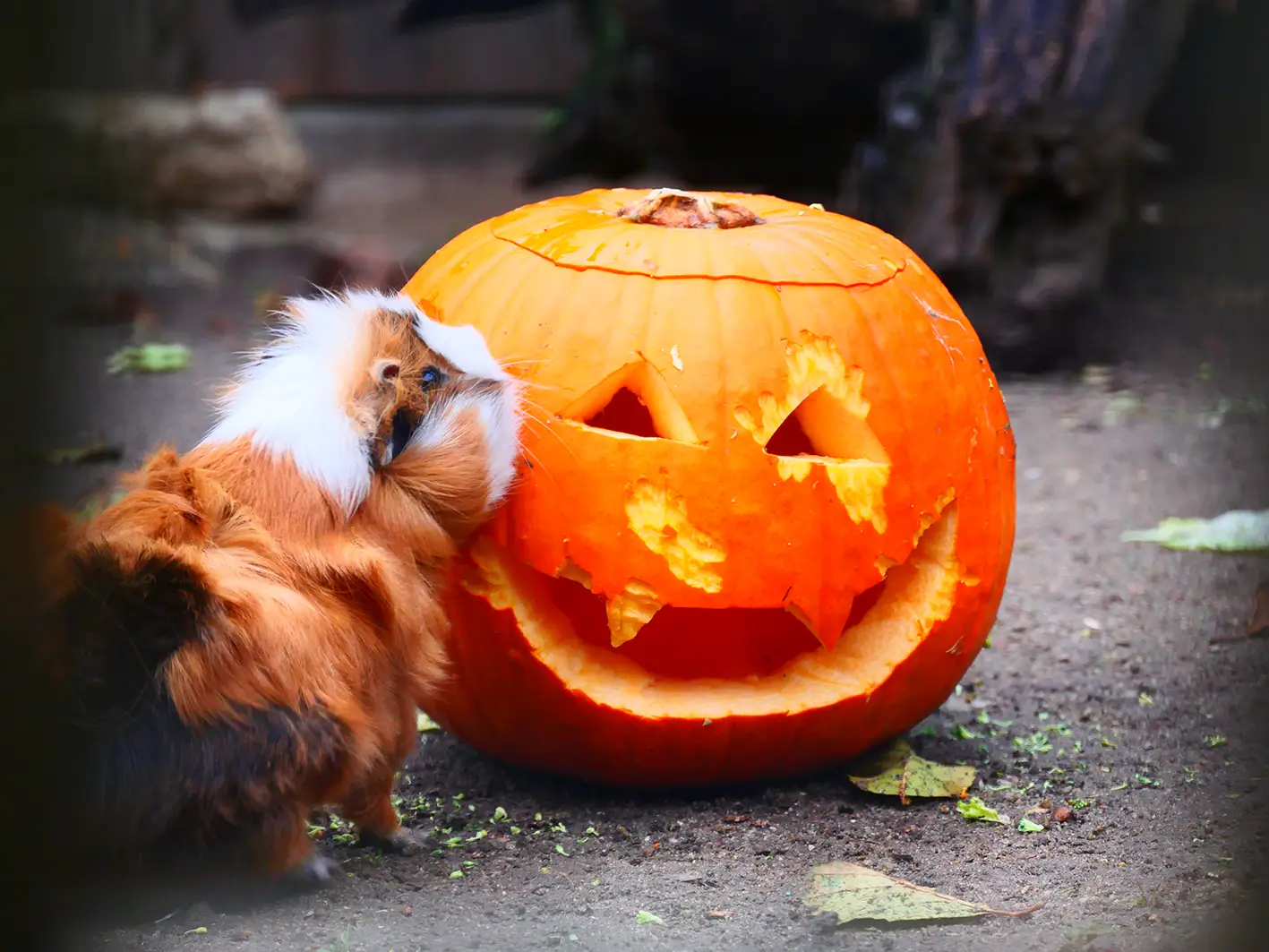 Meerschweinchen neben einem geschnitzten Halloween-K&uuml;rbis mit Gesicht, drau&szlig;en auf dem Boden.