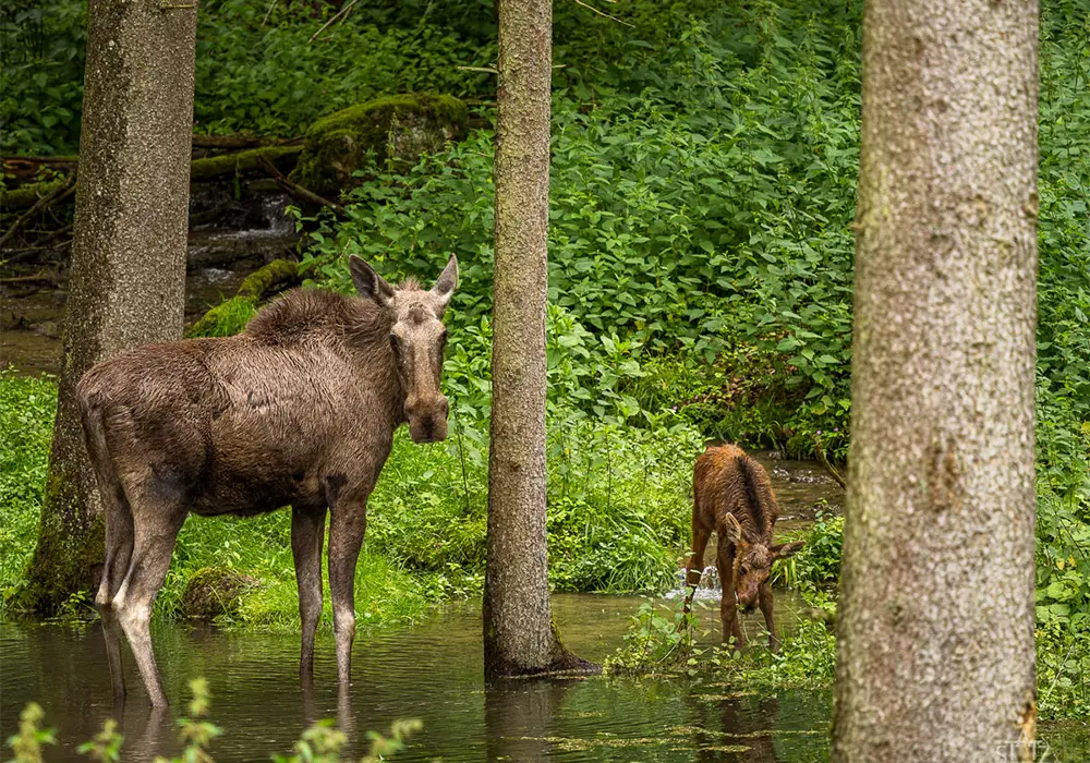 Eine Elchkuh und ihr Kalb stehen im grünen Wald an einem kleinen Wasserlauf, umgeben von Bäumen und dichter Vegetation.