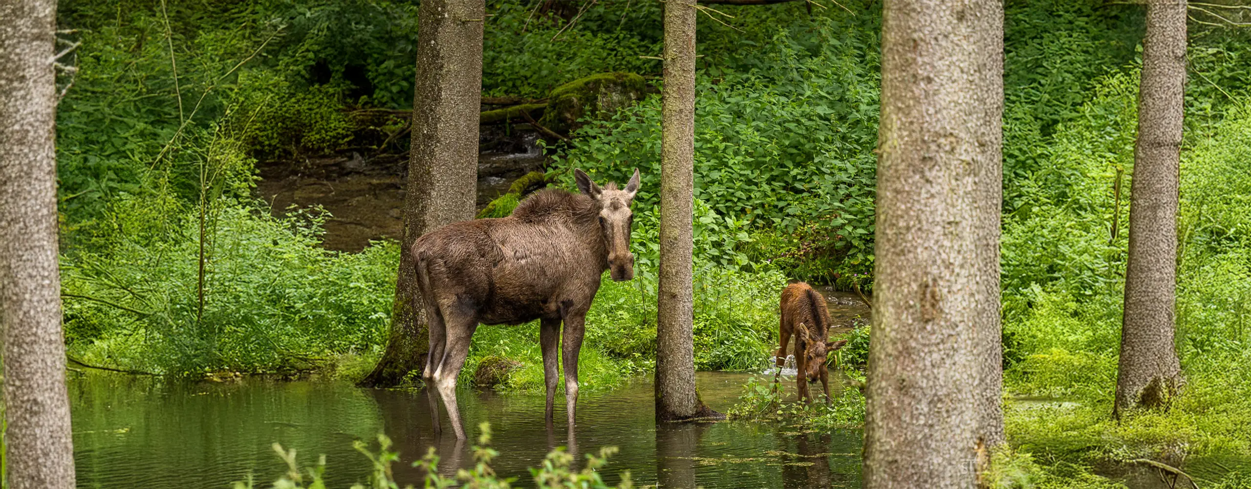 Ein Elch und ein Kalb stehen im Wald in einem flachen Wasserbereich, umgeben von grünen Bäumen und dichter Vegetation.