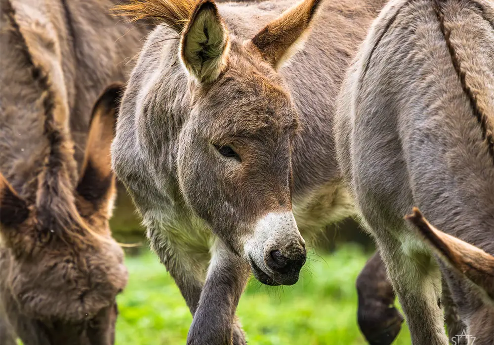 Mehrere graue Esel grasen auf einer grünen Wiese.