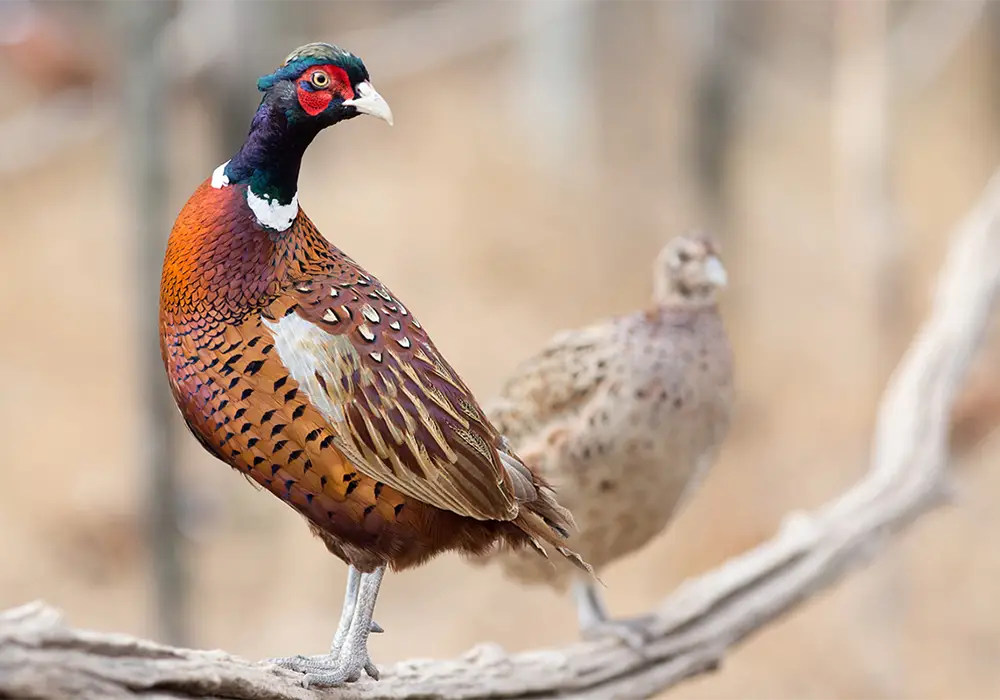 Zwei Fasane stehen auf einem Ast, einer mit buntem Gefieder im Vordergrund, ein blasserer Fasan im Hintergrund. Unscharfer, natürlicher Hintergrund.