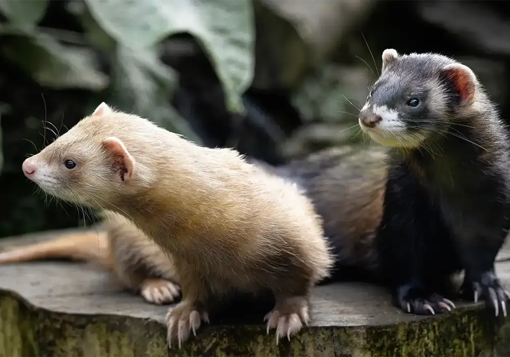 Zwei Frettchen, eines hell und eines dunkel, sitzen nebeneinander auf einem Felsen, umgeben von unscharfer Natur im Hintergrund.
