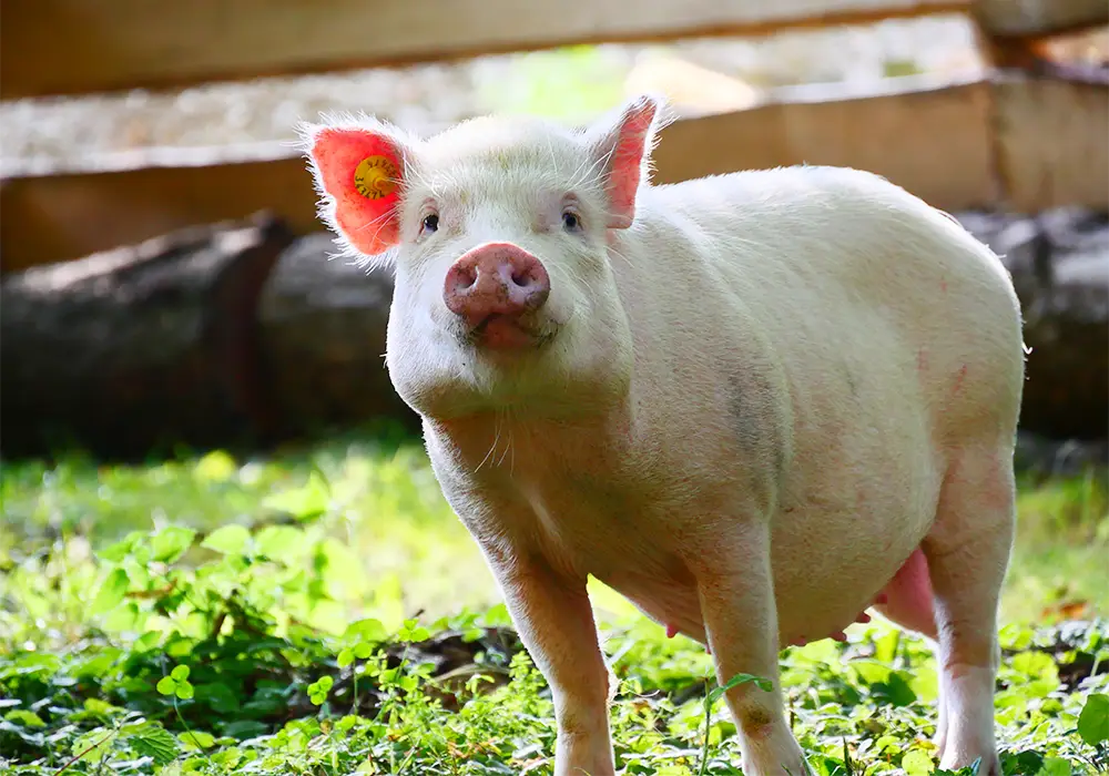 Ein rosa Schwein steht auf einer Wiese im Freien und schaut in die Kamera.