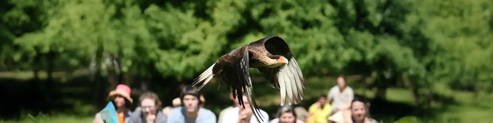 Ein großer Vogel mit braunem Gefieder fliegt, während Menschen mit unscharfen Gesichtern im Hintergrund sitzen.