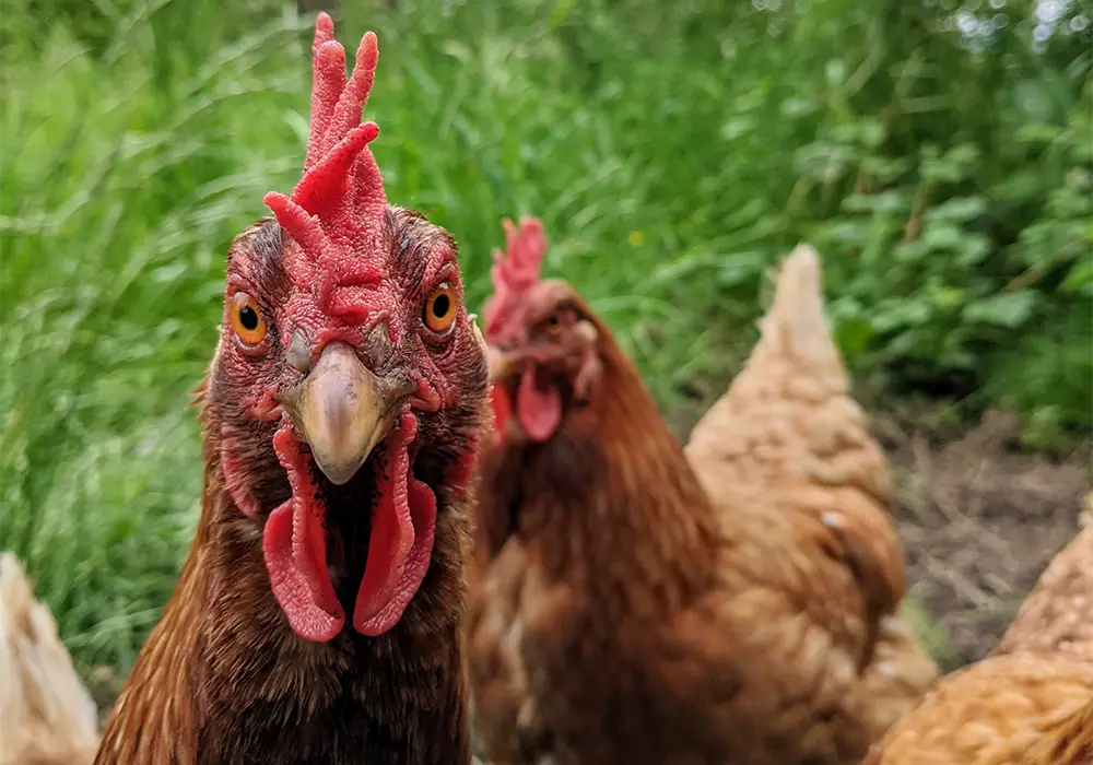 Zwei braune Hühner stehen im Gras, eines schaut neugierig direkt in die Kamera.